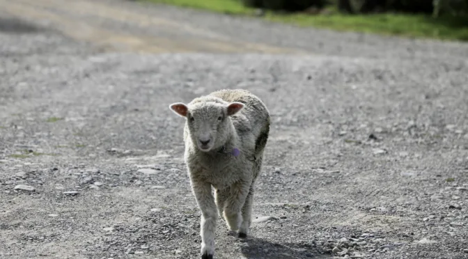 Do you know the Good Shepherd