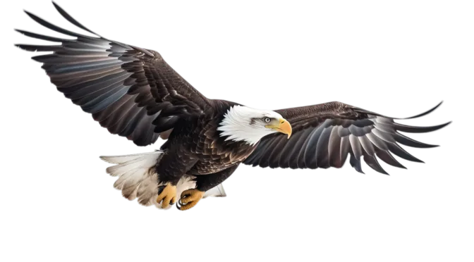 Eagle Soaring