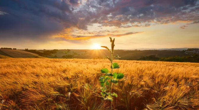 Trust God’s Plan—Even When You Don’t Understand